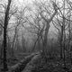 Image for article titled 27 Photos Of Barenaked Trees